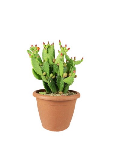 Opuntia quitensis