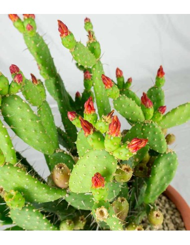 Opuntia quitensis