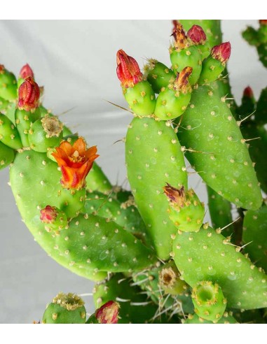 Opuntia quitensis