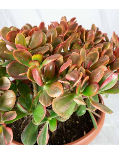 Crassula ovata variegata