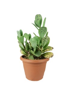 Kalanchoe marmorata