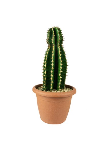 Euphorbia abyssinica