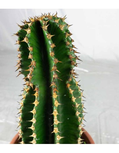 Euphorbia abyssinica