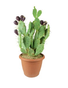 Opuntia vulgaris