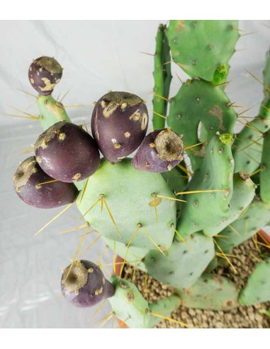 Opuntia vulgaris