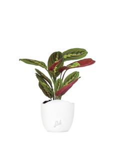 Calathea Fascinator
