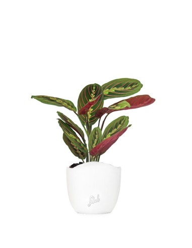 Calathea | Maranta leuconeura...