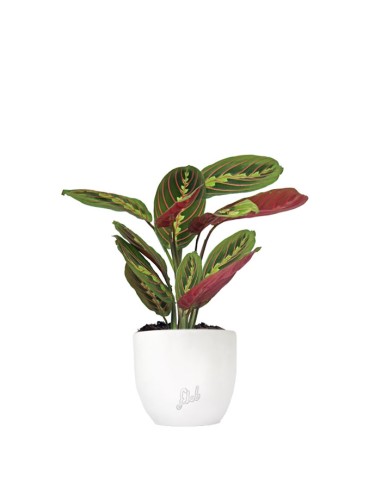 Calathea Fascinator