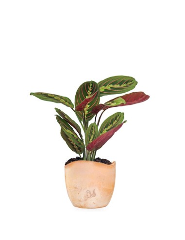 Calathea | Maranta leuconeura...