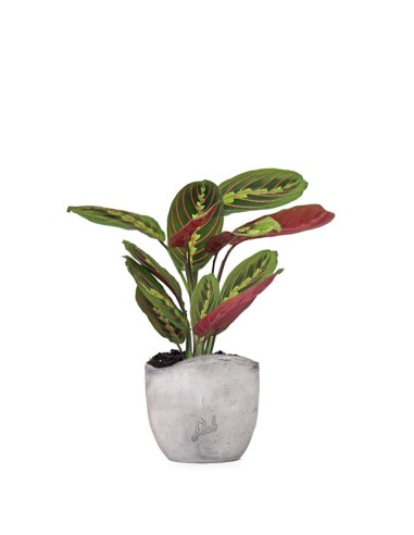 Calathea Fascinator