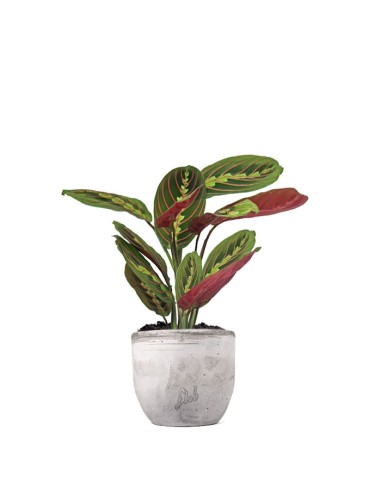 Calathea | Maranta leuconeura...