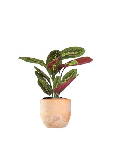 Calathea | Maranta leuconeura...