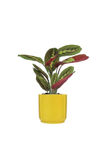 Calathea Fascinator