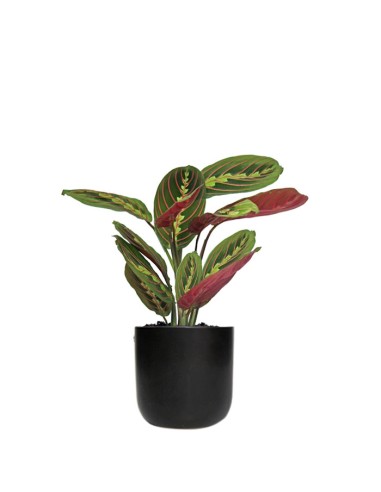 Calathea | Maranta leuconeura...