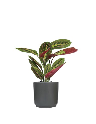 Calathea | Maranta leuconeura...