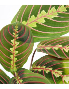 Calathea | Maranta... 2