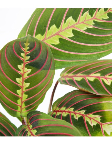 Calathea | Maranta leuconeura...