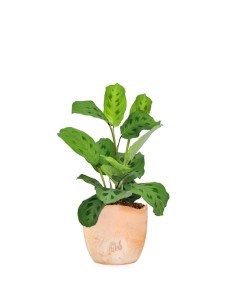 Calathea Maranta 