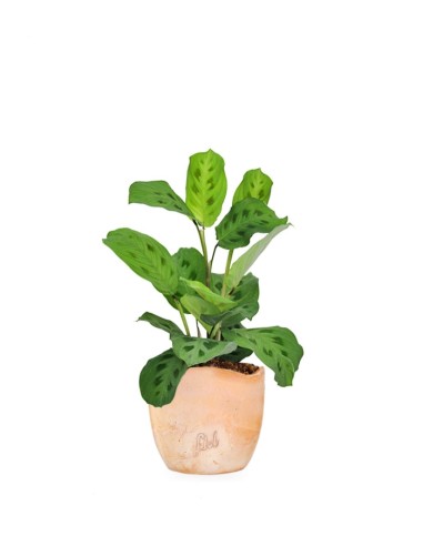 Calathea Maranta 