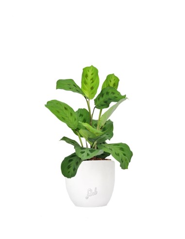 Calathea Maranta 