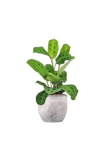 Calathea Maranta 