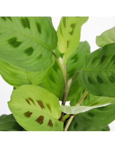 Calathea Kerchoveana | Maranta