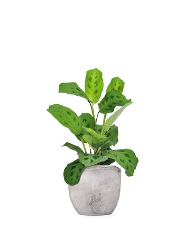 Calathea Kerchoveana | Maranta