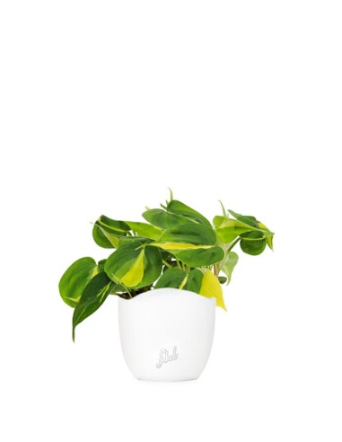 Filodendro Scandens Brazil