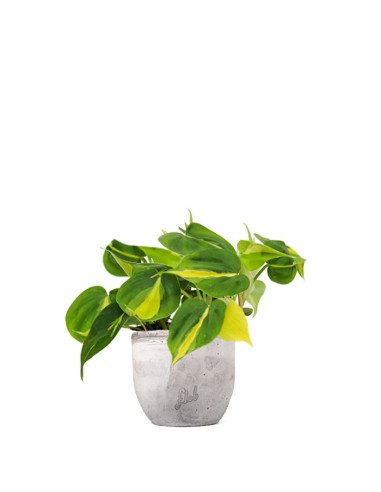 Filodendro Scandens Brazil