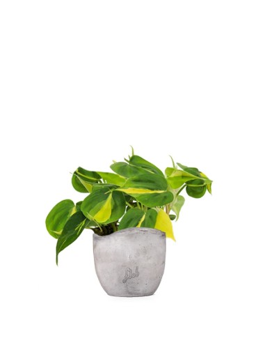 Filodendro Scandens Brazil