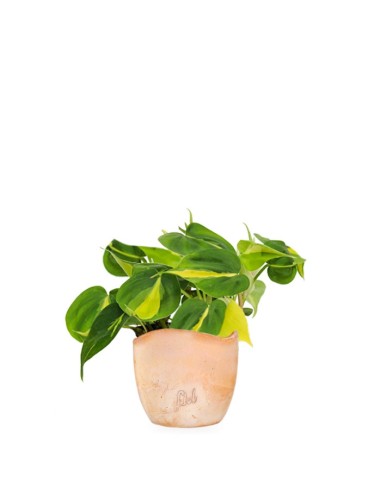 Filodendro Scandens Brazil