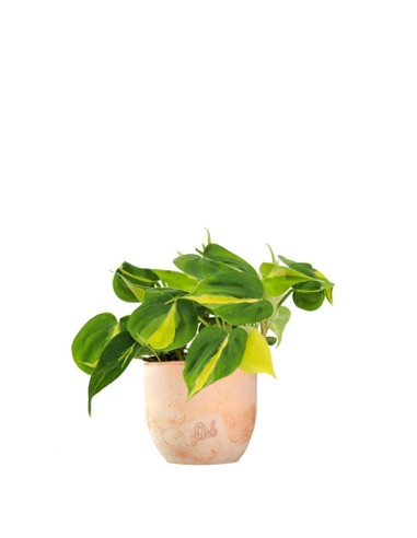 Filodendro Scandens Brazil