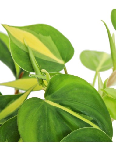 Filodendro Scandens Brazil