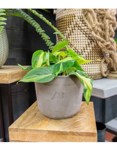 Filodendro Scandens Brazil
