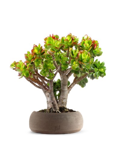 Crassula Compacta
