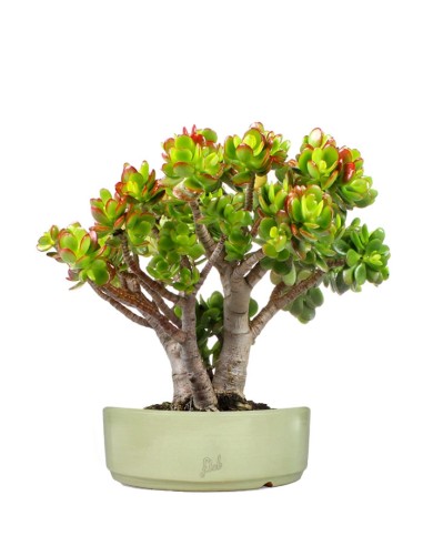 Crassula Compacta