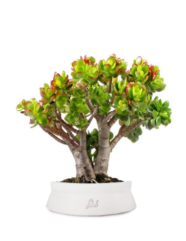 Crassula Compacta