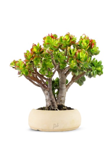 Crassula Compacta