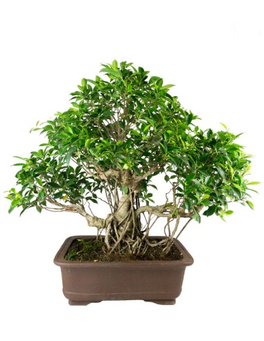 Ficus retusa 29 anni esemplare
