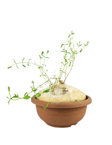 Raphionacme burkei