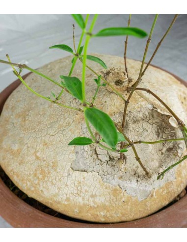 Raphionacme burkei