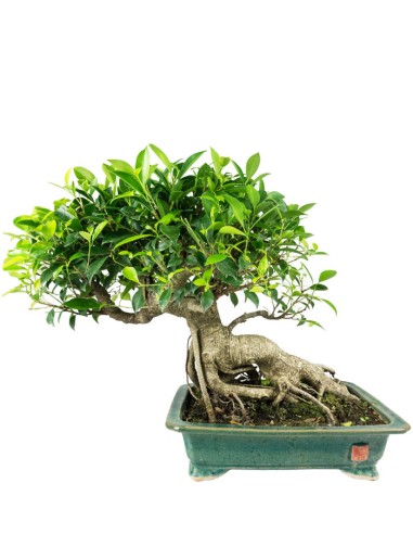 Ficus retusa 26 anni esemplare