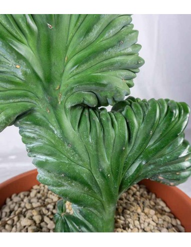 Myrtillocactus Geometrizans Crestato...