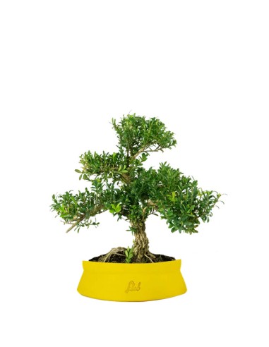 Buxus Bosso bonsai