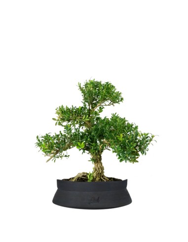 Buxus Bosso bonsai