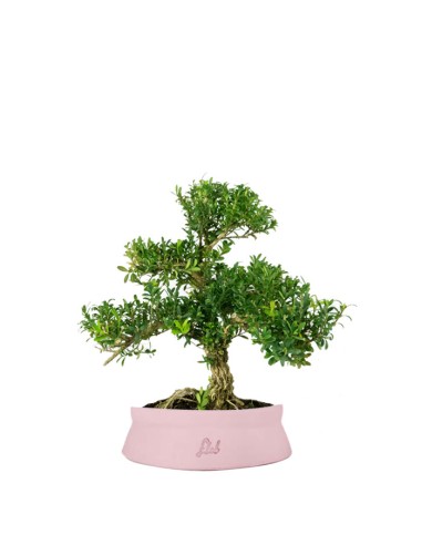 Buxus Bosso bonsai