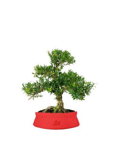Buxus Bosso bonsai