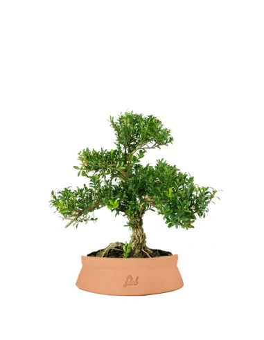 Buxus Bosso bonsai