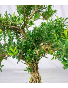 Buxus Bosso bonsai 2