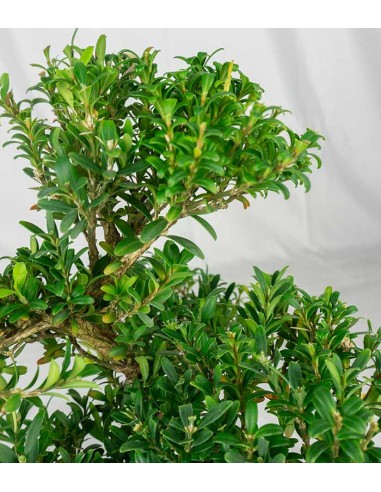 Buxus Bosso bonsai